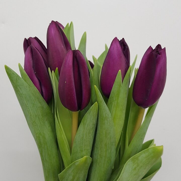 Gift Tulip Bouquet - Image 4