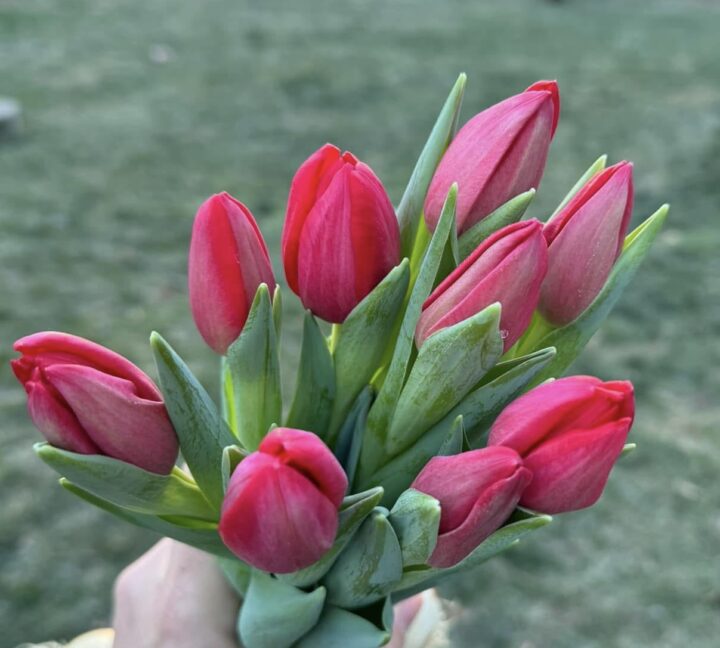 Holiday Tulip Bouquet