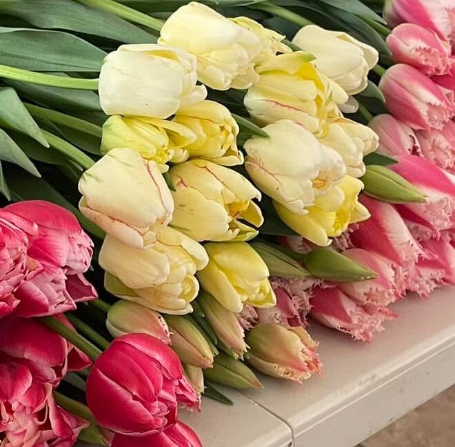 Luxe XL Tulip Bouquet