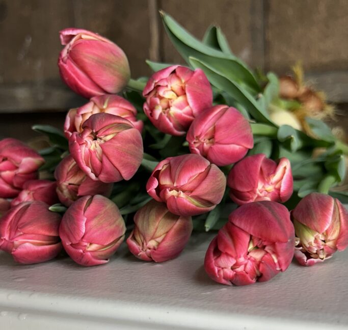 2026 Winter Tulip Bouquet Subscription - (PICK UP)