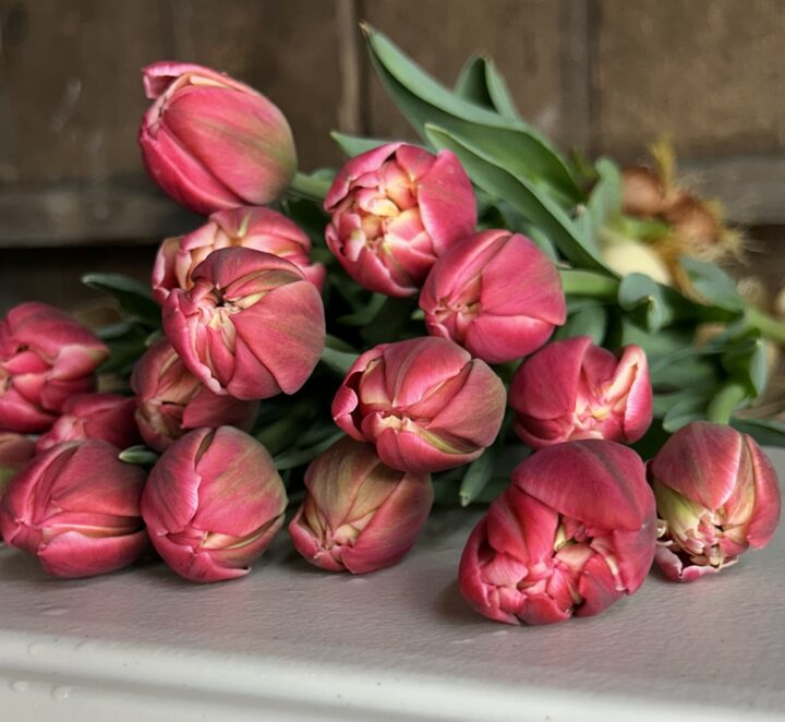 2026 Winter Tulip Bouquet Subscription - (PICK UP)