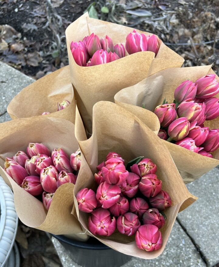 Valentine's Day Deluxe Tulip Bouquet