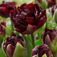 2025 Spring Bouquet Subscription (DELIVERY) - Image 6