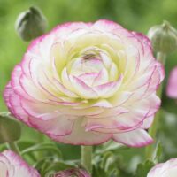 2025 Spring Bouquet Subscription (DELIVERY) - Image 3