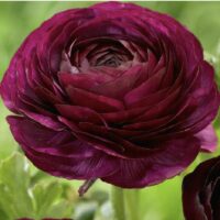 2025 Spring Bouquet Subscription (DELIVERY) - Image 4