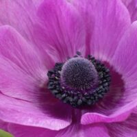 2025 Spring Bouquet Subscription (DELIVERY) - Image 5