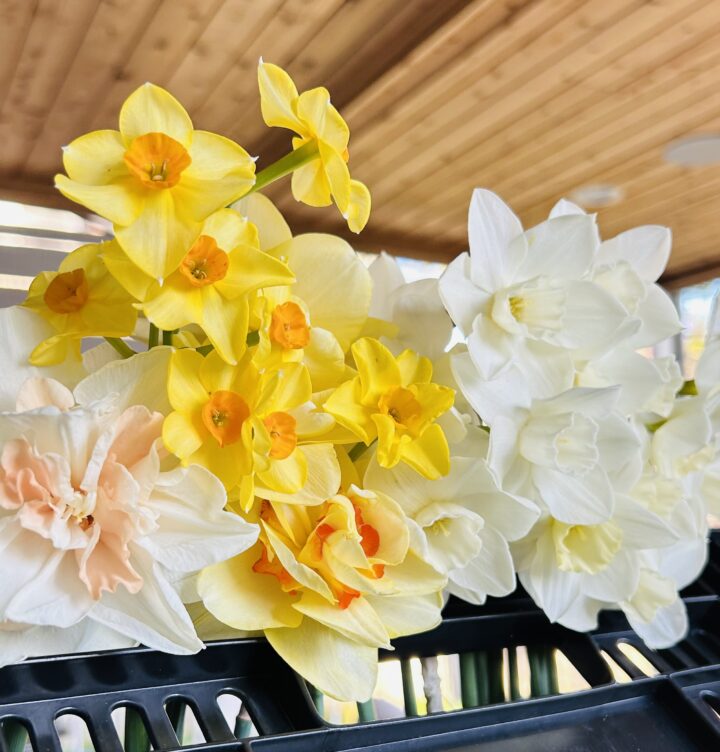 2025 Spring Bouquet Subscription (DELIVERY)